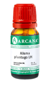 ALISMA plantago LM 120 Dilution